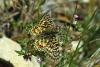 85134 – Photo : Bernard DELEFOSSE – France (26)