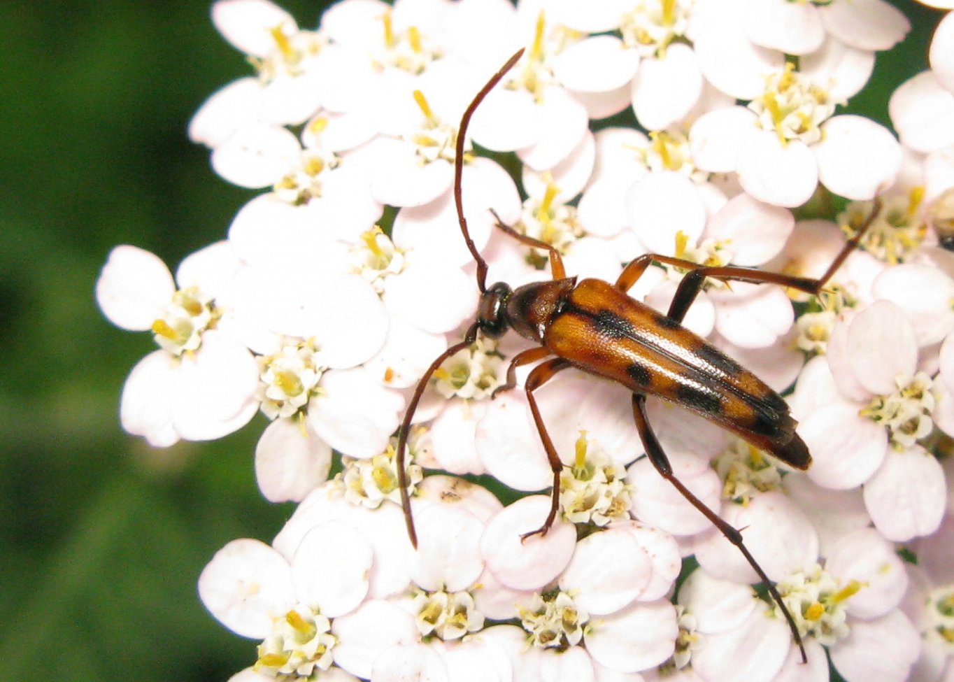 Jean-Cyril FREEMAN - Stenurella septempunctata - réf. 85105 (1364 x 975 pixels, 176 ko)