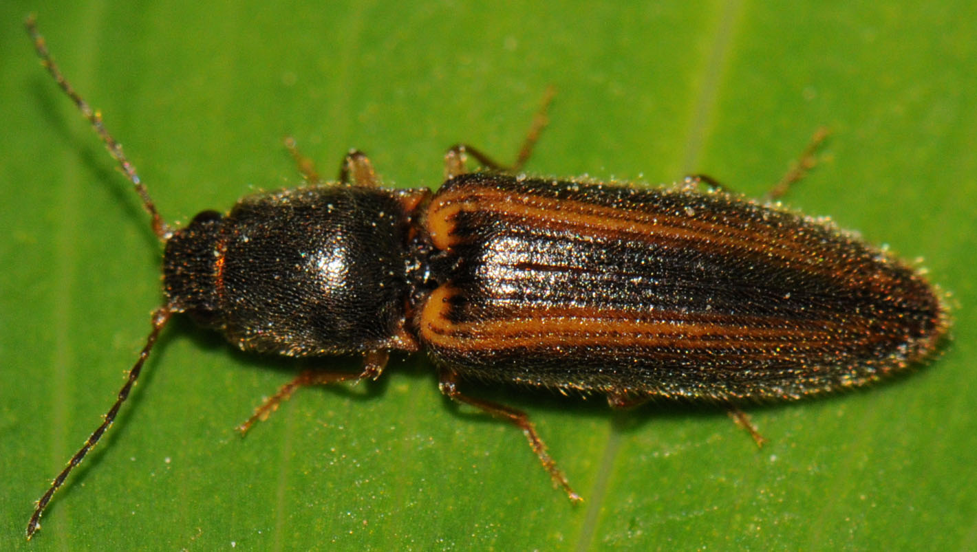 Christine DEVILLERS - Athous (Athous) vittatus - réf. 85487 (1420 x 803 pixels, 208 ko)