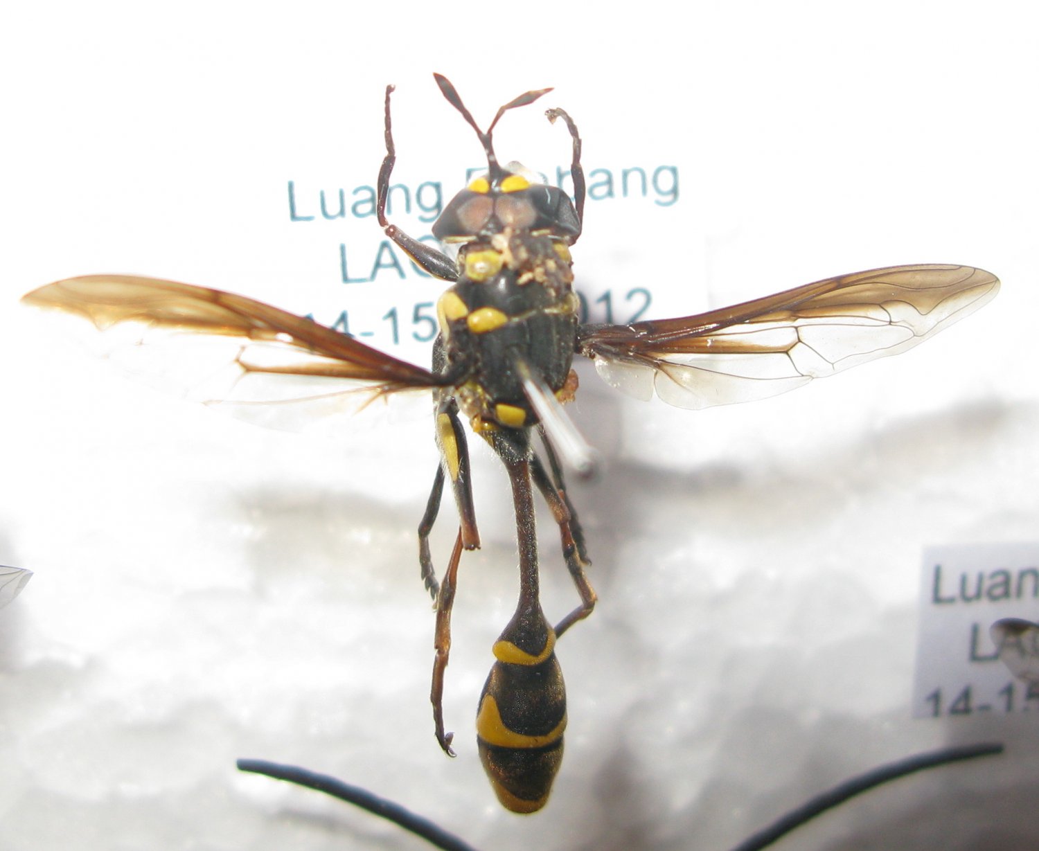 Alain BLED - Monoceromyia sp. - réf. 85227 (1500 x 1229 pixels, 137 ko)