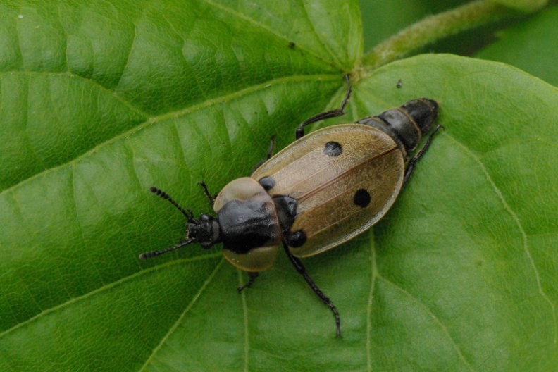Michel Ehrhardt - Dendroxena quadrimaculata - réf. 85088 (792 x 528 pixels, 190 ko)