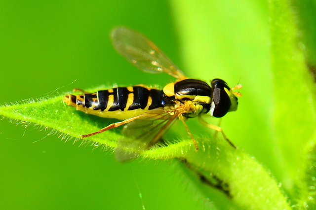Karine Arnou - Sphaerophoria sp. - réf. 85499 (640 x 426 pixels, 191 ko)