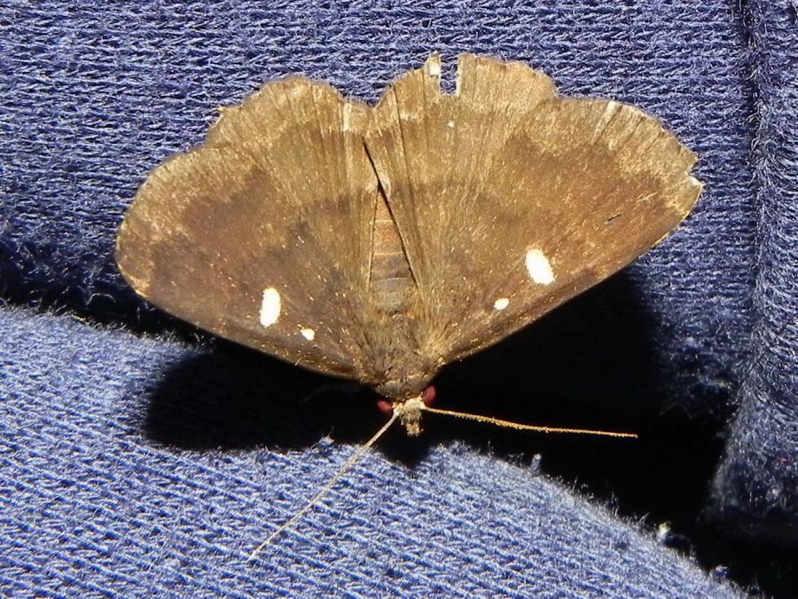 Ben152 - Anthela sp. - réf. 85113 (900 x 675 pixels, 216 ko)