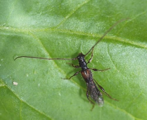 Glaphyra umbellatarum