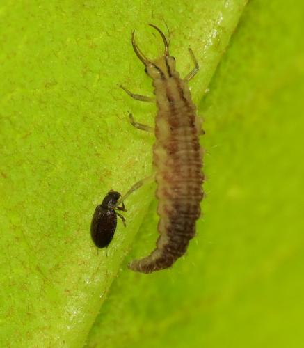 Chrysoperla sp.