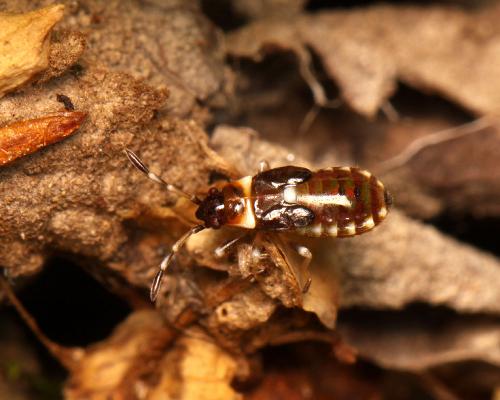 Réf. 86 626 : Horvathiolus superbus