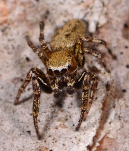 Dendryphantes rudis