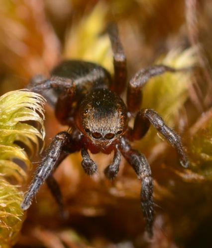 Réf. 86 549 : Phlegra fasciata