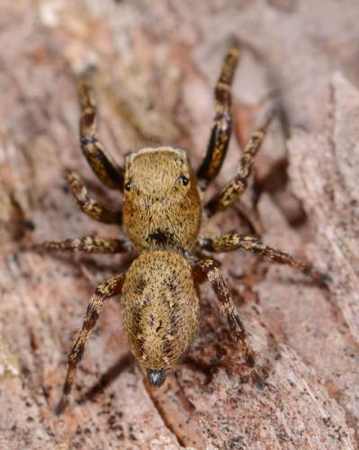 Dendryphantes rudis