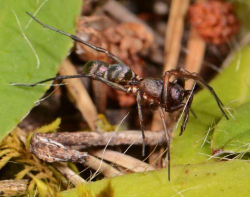 Micaria sp.