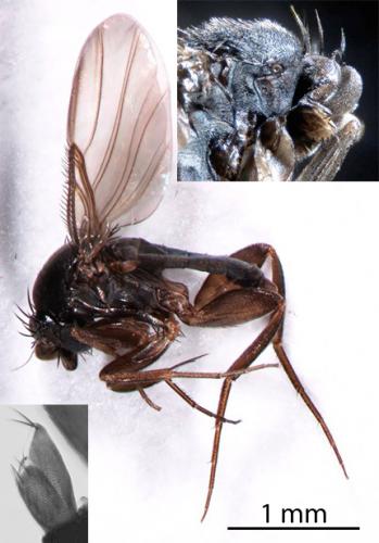Megaselia sp.