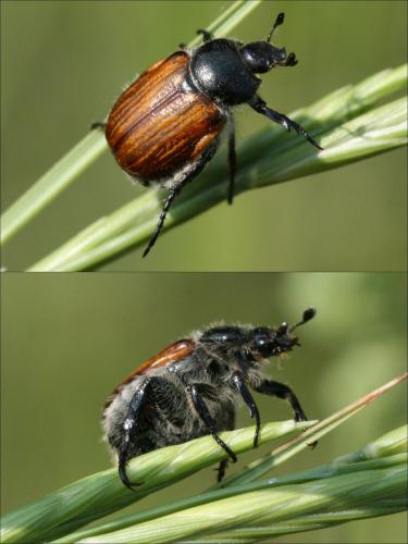 Anisoplia tempestiva