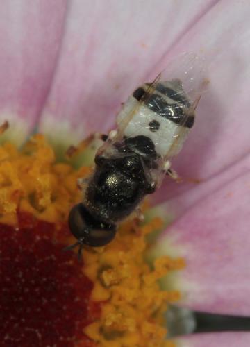 Réf. 86 516 : Nemotelus notatus