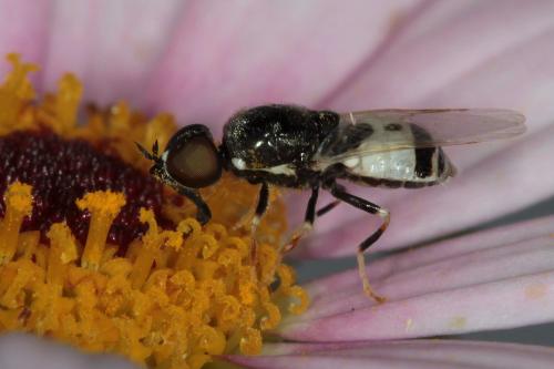 Réf. 86 517 : Nemotelus notatus