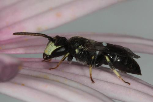 Hylaeus hyalinatus