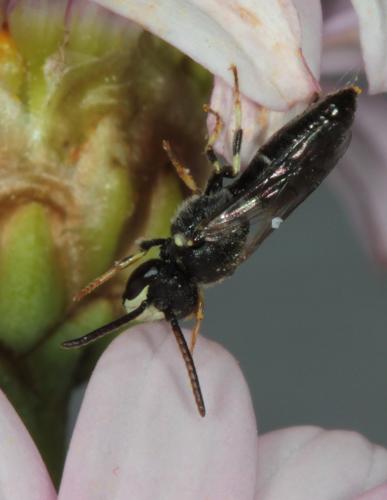 Hylaeus hyalinatus