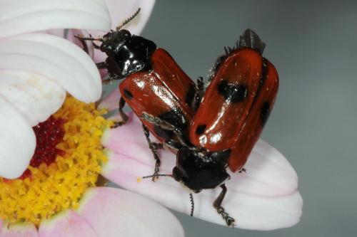 Réf. 86 574 : Clytra sp.
