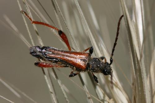 Stenopterus rufus