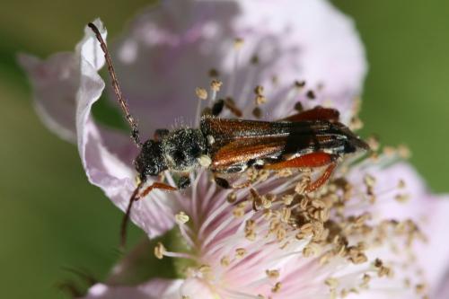 Réf. 86 934 : Stenopterus rufus