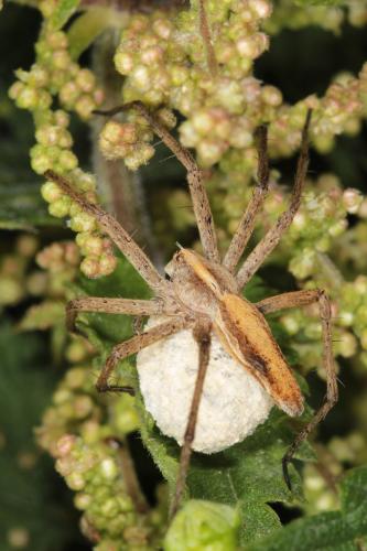 Pisaura mirabilis