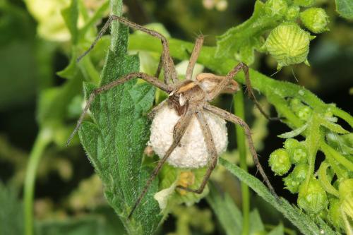 Pisaura mirabilis