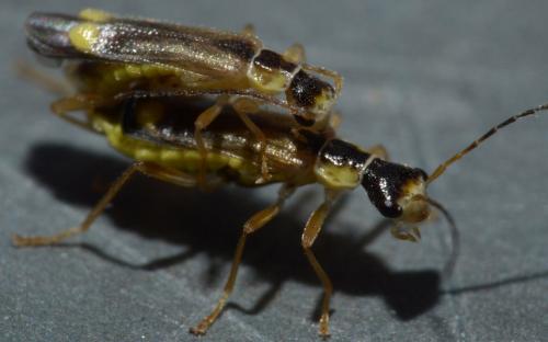 Réf. 86 987 : Malthinus sp.