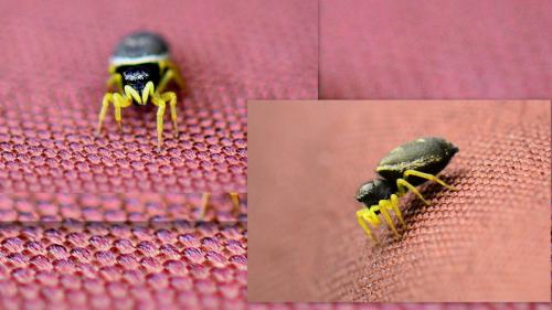 Réf. 86 149 : Heliophanus sp.