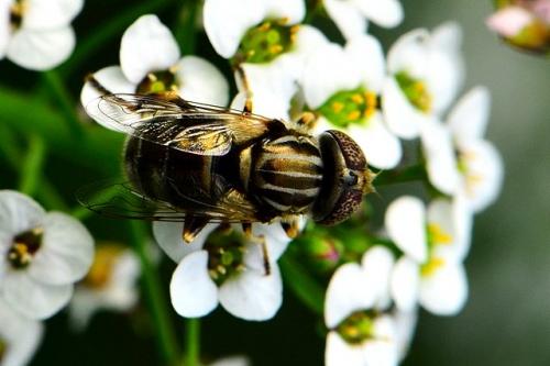 Réf. 86 241 : Eristalinus aeneus