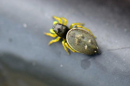 Heliophanus sp.