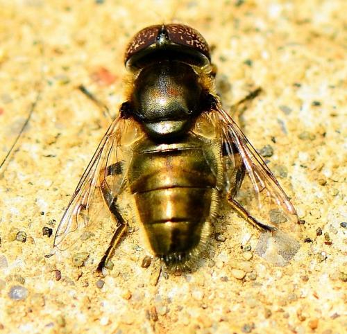 Réf. 86 239 : Eristalinus aeneus
