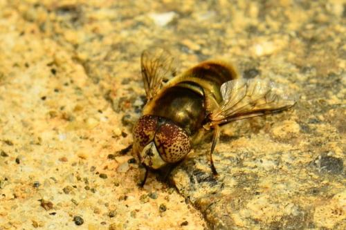 Réf. 86 240 : Eristalinus aeneus