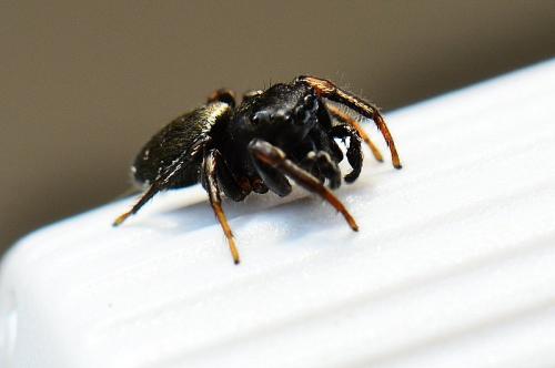 Réf. 86 320 : Heliophanus sp.