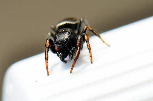 Réf. 86 321 : Heliophanus sp.
