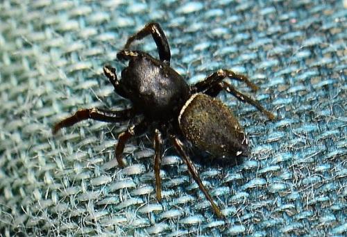 Réf. 86 322 : Heliophanus sp.