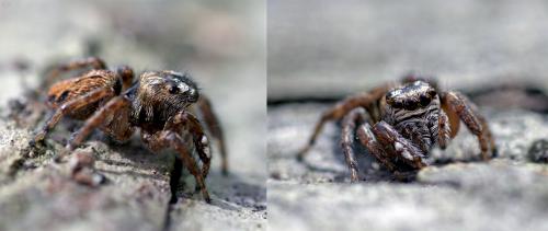 Evarcha arcuata