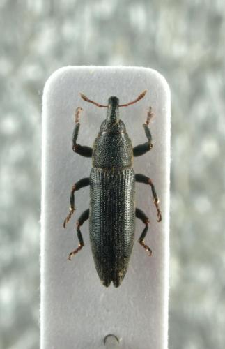Lixus scabricollis
