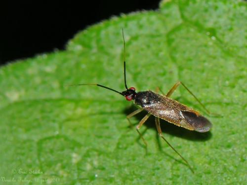 Orthonotus rufifrons