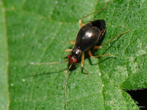 Orthonotus rufifrons