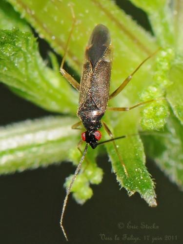 Orthonotus rufifrons