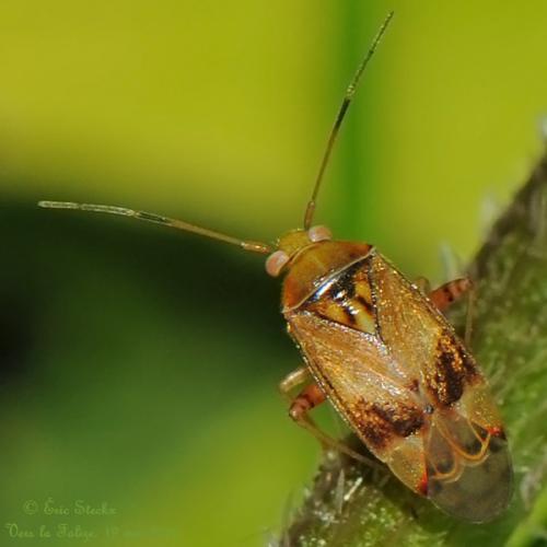 Réf. 86 103 : Pinalitus cervinus
