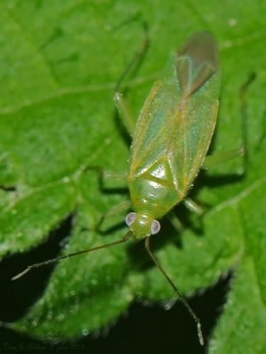 Réf. 86 173 : Orthotylus marginalis