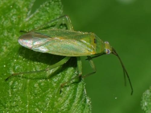 Réf. 86 174 : Orthotylus marginalis