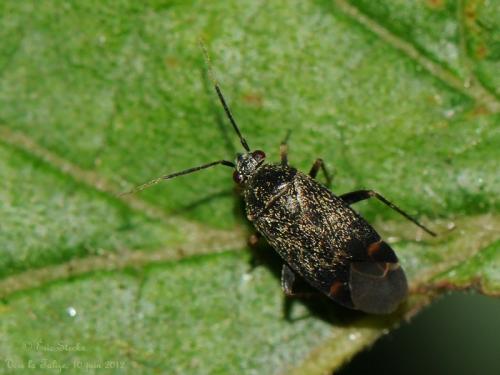 Réf. 86 676 : Phylini inconnu