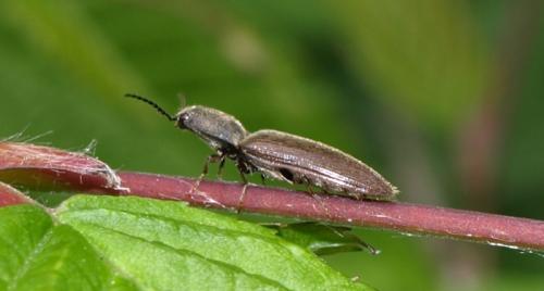 Réf. 86 864 : Athous haemorrhoidalis