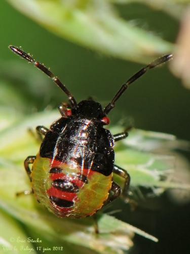Elasmostethus sp.