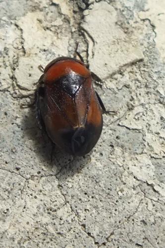Penthimia nigra