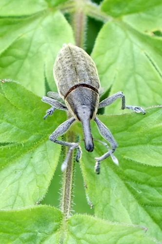 Réf. 86 326 : Lixus iridis