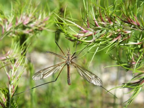 Tipula vernalis