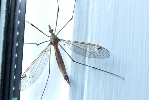 Tipula sp.