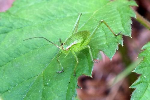 Phaneropterinae